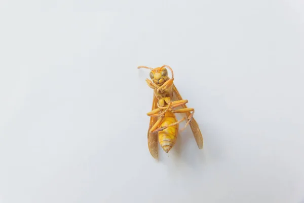 Dead insect. Yellow wasp on white background. Stinging insect yellow.