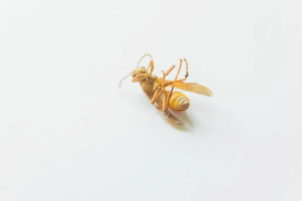 Mrtvý Hmyz Žlutý Vosa Bílém Pozadí Žlutý Hmyz — Stock fotografie