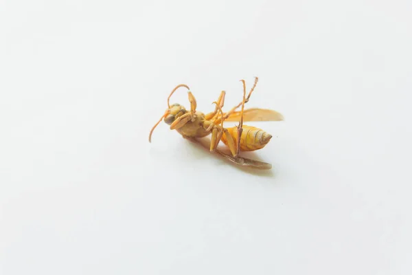 Dead insect. Yellow wasp on white background. Stinging insect yellow.