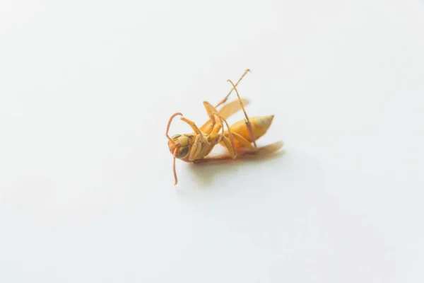 Νεκρό Έντομο Κίτρινη Σφήκα Λευκό Φόντο Κίτρινο Έντομο Που Τσιμπάει — Φωτογραφία Αρχείου