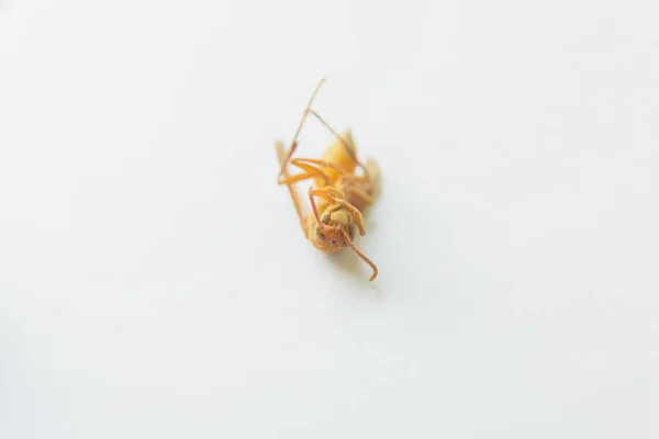 Ölü Böcek Beyaz Arka Planda Sarı Wasp Böcek Sarı — Stok fotoğraf