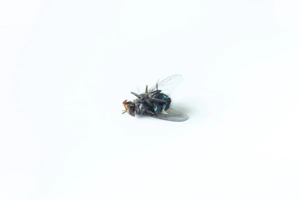 死昆虫黑飞在白色背景上 死苍蝇是黑色的 — 图库照片