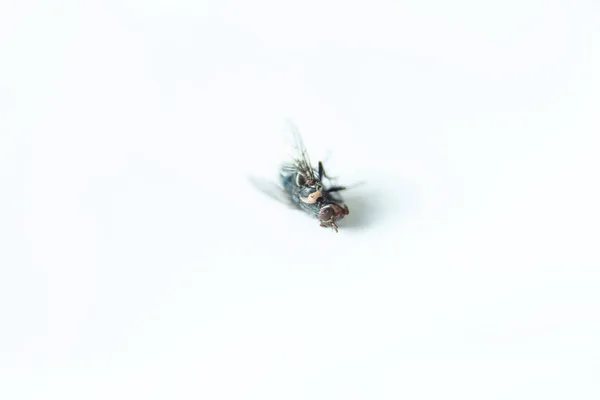 Ölü Böcek Beyaz Arka Planda Siyah Sinek Ölü Sinek Siyah — Stok fotoğraf