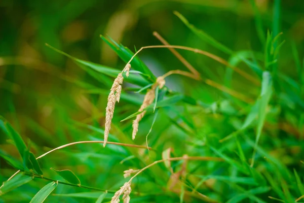 Brindilles Sèches Plantes Sur Fond Herbe Verte Une Promenade Dans — Photo