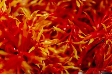 Dekoratif turuncu çiçekler. Yapay çiçekler ve bitkiler.