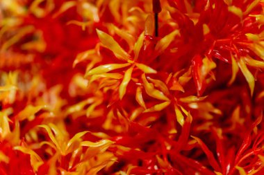 Dekoratif turuncu çiçekler. Yapay çiçekler ve bitkiler.