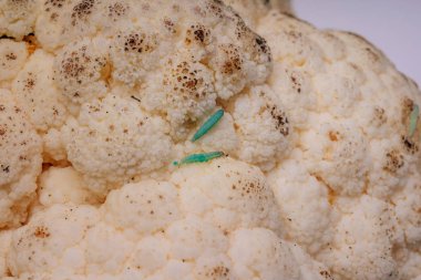 Beyaz arka plan üzerine çürük karnabahar. Açık bir arka plan üzerinde lahana yeşil tırtıllar. Bozulmuş karnabaharın üzerindeki solucanlar. Sebzelerin yanlış saklanması. Bozulmuş lahana mahsulü.