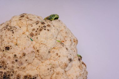 Beyaz arka plan üzerine çürük karnabahar. Açık bir arka plan üzerinde lahana yeşil tırtıllar. Bozulmuş karnabaharın üzerindeki solucanlar. Sebzelerin yanlış saklanması. Bozulmuş lahana mahsulü.