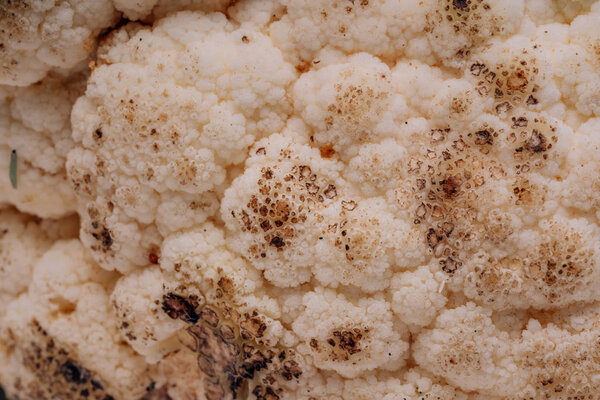 Rotten cauliflower on a white background. Green caterpillars on cabbage on a light background. Worms on spoiled cauliflower. Improper storage of vegetables. Spoiled cabbage crop.