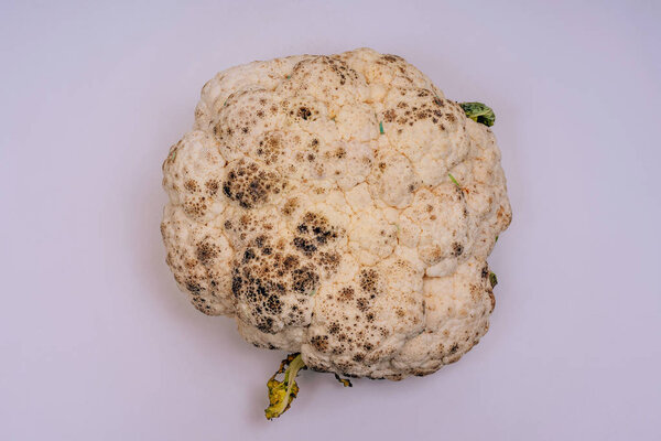Rotten cauliflower on a white background. Green caterpillars on cabbage on a light background. Worms on spoiled cauliflower. Improper storage of vegetables. Spoiled cabbage crop.