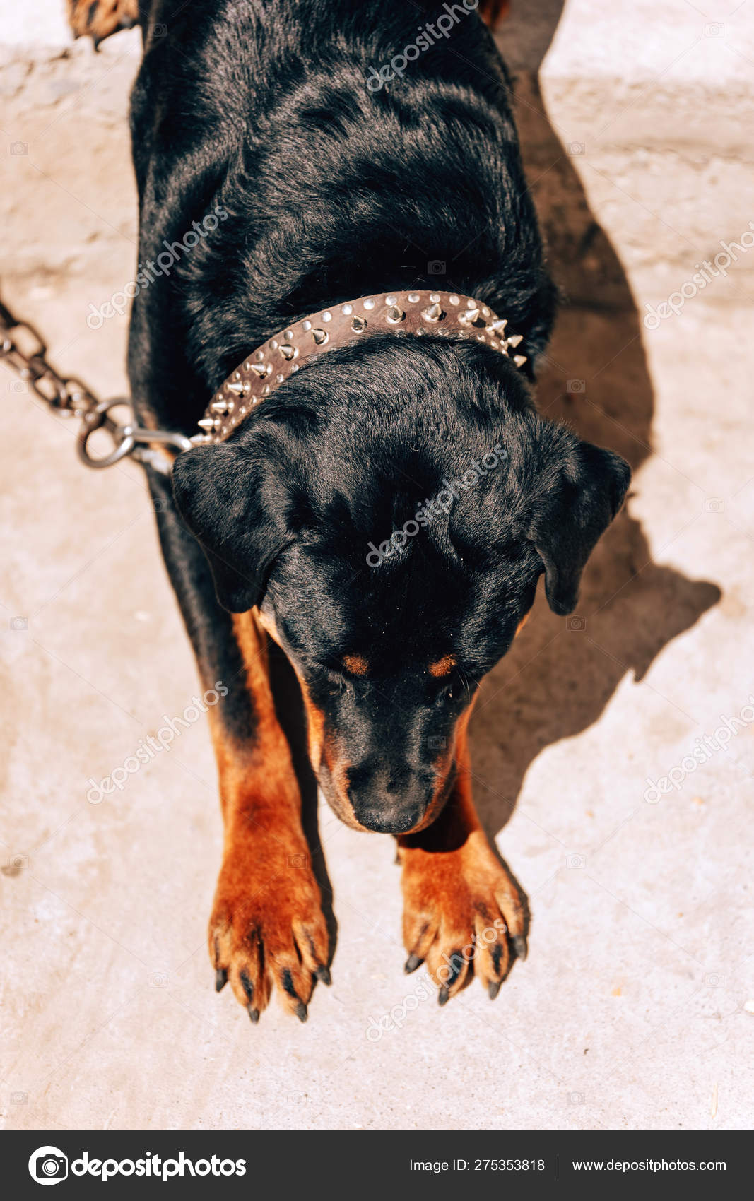 rottweiler leash