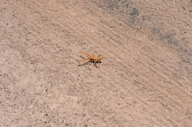 Kuru zeminde sürünen sarı örümcek falanks. Doğadaki böcek. Açık renkli büyük bir örümcek..