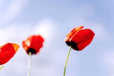 Bulutlu gökyüzüne karşı haşhaş kırmızı çiçekler. Kazakistan'ın Türkistan bölgesinde doğa. Haşhaş tarlası.