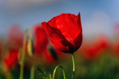 Bulutlu gökyüzüne karşı haşhaş kırmızı çiçekler. Kazakistan'ın Türkistan bölgesinde doğa. Haşhaş tarlası.