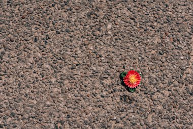 Kaldırımda yatan yapay çiçek. Asfalt kaplama nın dokusu. Küçük bir dekoratif çiçek.