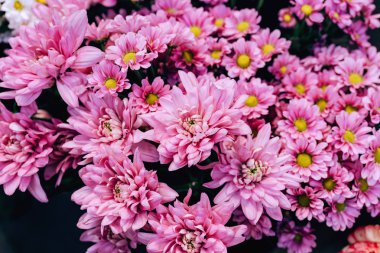 Pembe krizantem bir buket sokakta bir vazo içinde. Çimkent şehrinde Arbat caddesi boyunca yürüyün. Kazakistan'da çiçek festivali.