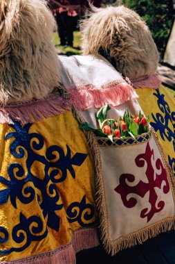 Bir deve üzerinde Kazak ulusal süs ile Cape. Cebimde laleler var. Çimkent şehrinde Arbat caddesi boyunca yürüyün. Kazakistan'da çiçek festivali.