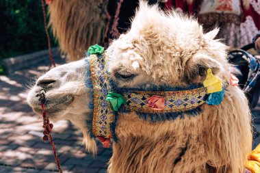 Renkli koşumda deve. Çimkent şehrinde Arbat caddesi boyunca yürüyün. Kazakistan'da çiçek festivali.