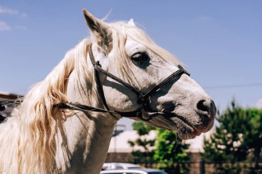 Koşumlu beyaz at. Şymkent 'te Arbat caddesi boyunca yürü. Kazakistan 'da çiçek festivali.