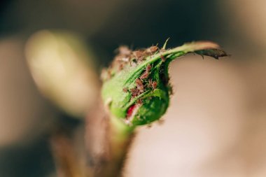 Bahçede küçük yaprak bitleri. Çiçekli bitkilerin tehlikeli zararlıları. Genç güller üzerinde yaprak yaprak biti. Bitkilerin sapları üzerinde küçük böcekler.
