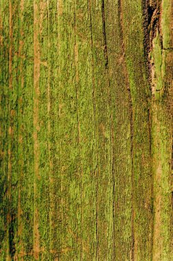 Yeşil boyalı ahşap doku. Eski çatlak yeşil boya. Binanın bozuk yüzü.