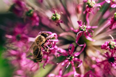 Mor bir çiçeğin üzerindeki arı. Böcekler tarafından nektar toplanması. Arılar tarafından tozlaşma çiçekli bitkiler