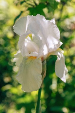 Bahçede çiçek açan irises. Sıra dışı çiçek açan çiçekler. Bir yatakta parlak retro irises