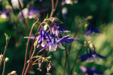 Bahçe çanları. Çan şeklinde sıra dışı çiçekler. Çiçek tarhında parlak çiçekler