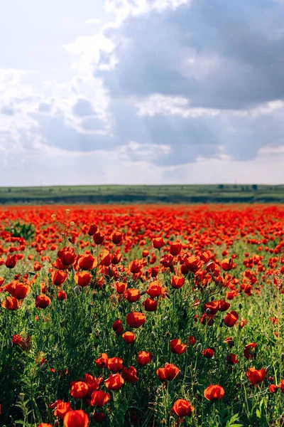 Fleurs Rouges Coquelicots Contre Ciel Nuageux Nature Dans Région Turkestan — Photo