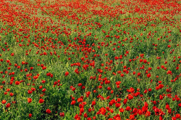 Flores Rojas Amapolas Naturaleza Región Turquestán Región Kazajstán Textura Del — Foto de Stock