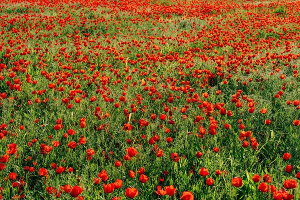 Flores Rojas Amapolas Naturaleza Región Turquestán Región Kazajstán Textura Del — Foto de Stock