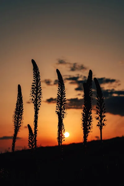 Plantas Atardecer Monte Kazygurt Terreno Montañoso Naturaleza Región Turquestán Kazajstán —  Fotos de Stock