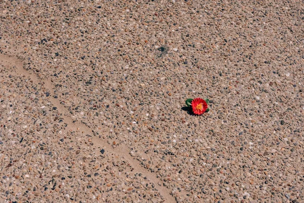 Artificial Flower Lying Pavement Texture Asphalt Coating Small Decorative Flower — Stock Photo, Image