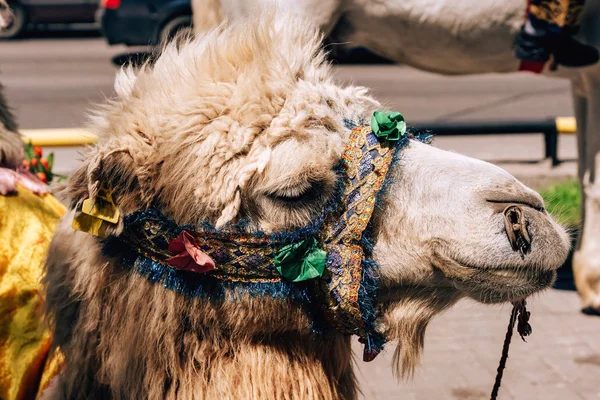 Arnés Color Camello Camine Por Calle Arbat Ciudad Shymkent Festival —  Fotos de Stock