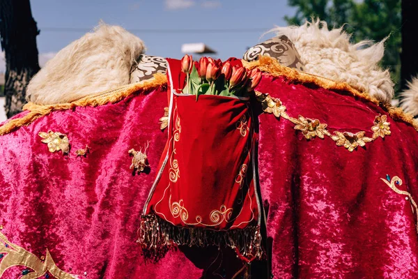 Cape with Kazakh national ornament on a camel. Tulips in my pocket. Walk along Arbat street in the city of Shymkent. Festival of flowers in Kazakhstan.