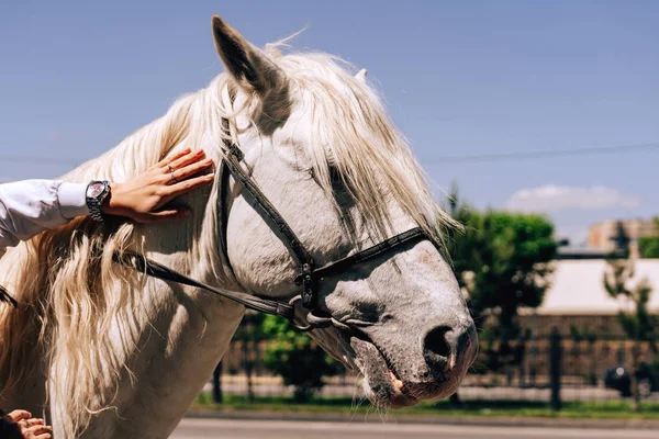 ハーネスの白い馬 シンケント市内のArbat通りを歩きます 男が馬にぶつかった カザフスタンの花の祭り — ストック写真