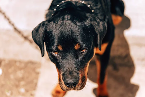 Black Rottweiler Leash Dangerous Home Guard Rottweiler Yellow Eyes Angry — Stock Photo, Image