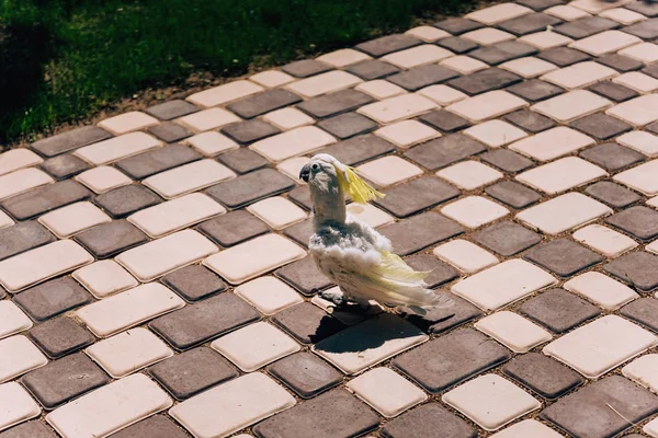 Cacatúa Blanca Jardín Caminar Loro Blanco Calle Caminando Una Cacatúa — Foto de Stock