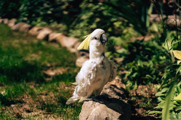 Vit Kakadua Trädgården Med Den Vita Papegojan Gatan Går Hembakad — Stockfoto