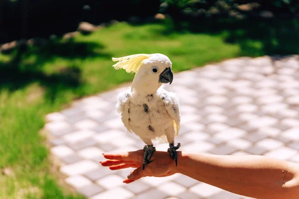 Bílý Kakadu Zahradě Projděte Ulici Bílým Papouškem Procházet Čerstvém Vzduchu — Stock fotografie
