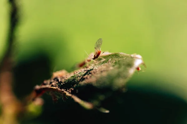 Petits Pucerons Dans Jardin Dangereux Ravageurs Des Plantes Fleurs Puceron — Photo