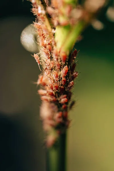 花园里的小虫子 开花植物的危险害虫 幼玫瑰花叶虫 植物茎上的小昆虫 — 图库照片