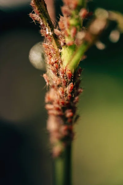 정원에서 진딧물 식물의 위험한 장미에 진딧물 식물의 줄기에 — 스톡 사진