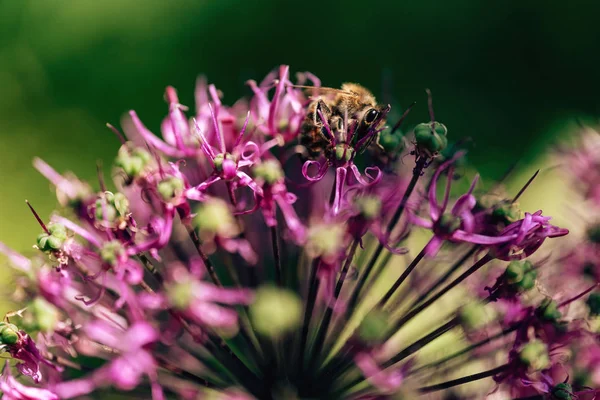 자외선 색상의 보라색 꽃입니다 특이한 봉오리 — 스톡 사진