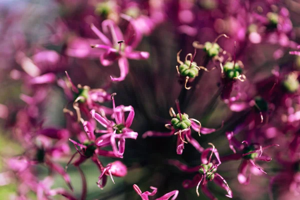 Fiore Fiorito Colore Ultravioletto Fiore Viola Gemme Insolite — Foto Stock