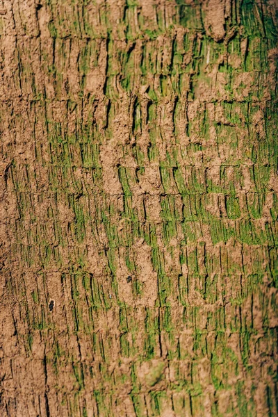 Textura Madeira Com Tinta Verde Tinta Verde Velha Rachada Fachada — Fotografia de Stock