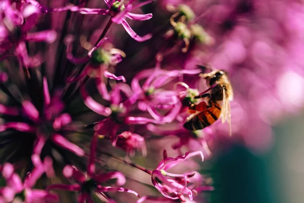 Abeille Sur Une Fleur Violette Collecte Nectar Par Les Insectes — Photo