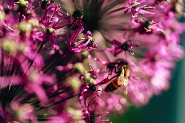 Bee on a purple flower. Collection of nectar by insects. Pollinating flowering plants by bees