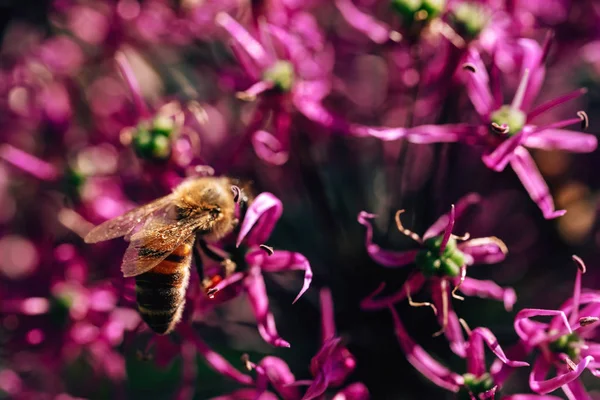 Abeille Sur Une Fleur Violette Collecte Nectar Par Les Insectes — Photo