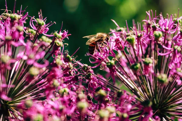 Bee on a purple flower. Collection of nectar by insects. Pollinating flowering plants by bees